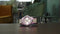 Guess GW0044L1 - Polshorloge - Quartz - Paars