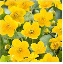 Moerings Caltha Palustris | Dotterbloem | In 9CM pot