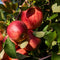 Plant in a Box - Mix van 4 zuilvormige fruitbomen - Prunus - Pyrus - Malus - Pot 9cm - Hoogte 60-70cm