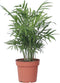 Plant in a Box - Dwergpalm - Chamaedorea elegans - Hoogte 30-40cm - Pot 12cm - Kamerplant - Groen