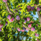 Plant in a Box - Prunus domestica 'Opal' - Pruimenboom - Fruitboom - Pot 21cm - Hoogte 90-100cm