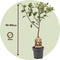 Plant in a Box - Prunus domestica 'Opal' - Pruimenboom - Fruitboom - Pot 21cm - Hoogte 90-100cm