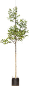 Gewone walnotenboom | Juglans regia 10-14 cm | Bomenbezorgd.nl