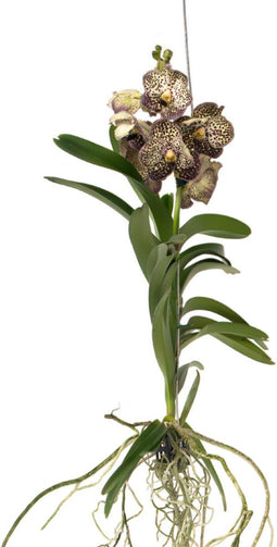 Plant in a Box - Vanda Ocelot Mocha - Tropische Orchidee - Prachtige kleurenmix - Bloeiende Orchidee - Hoogte 55-65cm