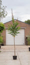 Katsuraboom hoogstam 300 cm | Cercidiphyllum japonicum 10-14 cm | Bomenbezorgd.nl