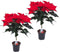 Plant in a Box - Euphorbia pulcherrima op stam - Set van 2 - Poinsettia kamerplant - Kerstsfeer - Groene bladeren en rode bloemen - Pot 17cm - Hoogte 60-70cm