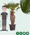 Wagner palm 80 cm stamhoogte | Trachycarpus wagnerianus 80-100 cm| Bomenbezorgd.nl