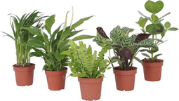 Plant in a Box - Luchtzuiverende kamerplanten - Mix van 5 stuks - Pot 12cm - Hoogte 25-40cm