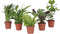 Plant in a Box - Luchtzuiverende kamerplanten - Mix van 5 stuks - Pot 12cm - Hoogte 25-40cm