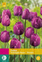 Jub Holland - bloembollen - Tulpen Triumph paars - maat 11/12 - 25 stuks