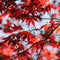 Plant in a Box - Japanse esdoorn - Acer palmatum 'Atropurpureum' - Hoogte 25-40cm - Potmaat 10,5cm - boom - rood