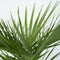 Plant in a Box - Chamaerops Humilis - Laag schild - Set van 2 - Met palm conditioner - Tuinpalmen - Winterhard - Pot 21cm - Hoogte 70-80cm