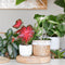 Plant in a Box - Caladium Carnaval - Exotische kamerplant - Pot 17cm - Hoogte 40-50cm