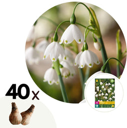 Plant in a Box - Leucojum Aestivum - x40 - Zomerklokje - Bloembollen voor Tuin, Terras of Balkon