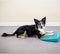 FitPAWS Huisdieren balanshelling 35x35x7 cm blauw