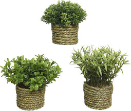 Decoratieve plant Basic Home Kunstmatig Touw Groen 16 x 3 cm
