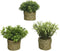 Decoratieve plant Basic Home Kunstmatig Touw Groen 16 x 3 cm