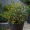 Plant in a Box - Sarcococca Confusa - Set van 2 - Vleesbes - Witte bloemen in de winter - Tuinplant - Pot 17cm - Hoogte 30-40cm