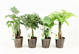 Jungle Mix in Iron-Leaf