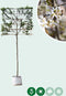 Krentenboom leiboom 180 cm | Amelanchier lamarckii 8-12 cm 180 cm| Bomenbezorgd.nl