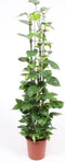 Goed & Groen - Epipremnum Aureum (op rek) - ↨ 120cm - Potmaat 24 - Kwaliteit Planten - Kamer Plant - Kamerplanten - Sfeer