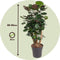 Plant in a Box - Polyscias Fabian - Karakteristieke groene kamerplant - Donkergroene leerachtige bladeren - Pot 21cm - Hoogte 80-85cm