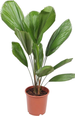 Goed & Groen - Licuala Grandis - ↨ 110cm - Potmaat 24 - Kwaliteit Planten - Kamer Plant - Kamerplanten - Sfeer