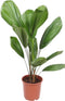 Goed & Groen - Licuala Grandis - ↨ 110cm - Potmaat 24 - Kwaliteit Planten - Kamer Plant - Kamerplanten - Sfeer