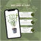 Plants by Frank | 1 strekkende meter ligusterhaag | 6x Ligustrum Ovalifolium Ø12 cm - 20 cm | winterharde haagplanten | Halfwintergroene haag | Tuinplanten | Planten
