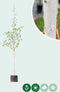 Witte himalaya berk | Betula ut. 'jacquemontii' 14-18 cm | Bomenbezorgd.nl