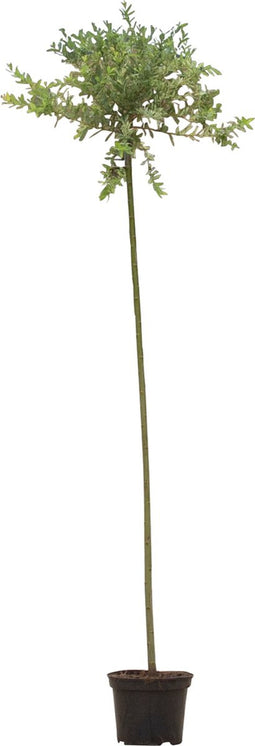 2 stuks! Bonte wilg op stam Salix integra Hakuro-nishiki 185 cm