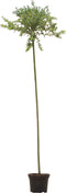 2 stuks! Bonte wilg op stam Salix integra Hakuro-nishiki 185 cm