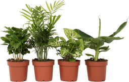 Plant in a Box - Budget mix van 4 luchtzuiverende kamerplanten - Musa - Chamadorea - Syngonium - Coffea - Pot 12cm - Hoogte 25-40cm