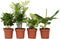 Plant in a Box - Budget mix van 4 luchtzuiverende kamerplanten - Musa - Chamadorea - Syngonium - Coffea - Pot 12cm - Hoogte 25-40cm