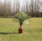 Yucca rostrata palmlelie | Yucca rostrata 30-40 cm| Bomenbezorgd.nl