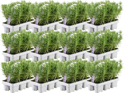 Plants by Frank - 72 Rozemarijnplant - Vaste planten - Tuinplanten - 72 x Ø7 cm - 25 cm - Rosmarinus offincalis winterhard - Geurhaag - Vers geleverd door de kweker