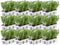 Plants by Frank - 72 Rozemarijnplant - Vaste planten - Tuinplanten - 72 x Ø7 cm - 25 cm - Rosmarinus offincalis winterhard - Geurhaag - Vers geleverd door de kweker