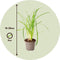 Plant in a Box - Tulbaghia violacea 'Knobikraut' - wilde knoflook - Paarse bloemen - set van 3 - Potmaat 9 cm - Hoogte 15-25 cm