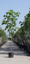 Anna Paulownaboom | Paulownia tomentosa | Bomenbezorgd.nl