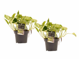 Decorum Duo Scindapsus Marble Queen