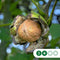 Walnotenboom 'Buccaneer' | Juglans regia 'Buccaneer' 2-4 cm | Bomenbezorgd.nl