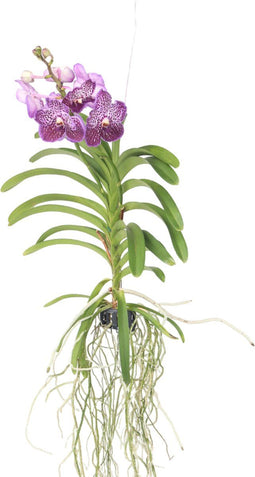 Plant in a Box - Vanda Lilac Beauty - Paars - Hoogte 85-95cm
