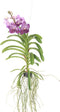 Plant in a Box - Vanda Lilac Beauty - Paars - Hoogte 85-95cm