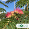 Perzische Slaapboom Albizia julibrissin 350 cm