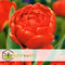 Plant in a Box - Tulipa Icoon - Bloem bollen x21 - Tulp - Rood - Tulpen uit Holland