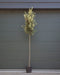 Steeneik Quercus ilex h 375 cm st. omtrek 17 cm st. h 190 cm