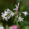 Plant in a Box - Tulbaghia violacea 'Knobikraut' - wilde knoflook - Paarse bloemen - set van 6 - Potmaat 9 cm - Hoogte 15-25 cm