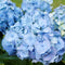 Plant in a Box - Mix van 6 Hydrangea macroph. - Hortensia mix - pot 9cm - Hoogte 25-40cm