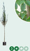 Zuil haagbeuk | Carpinus betulus 'Fastigiata' 14-18 cm 200-240 cm| Bomenbezorgd.nl