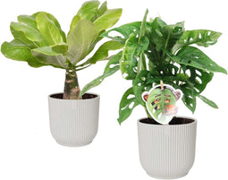 Goed & Groen - Combi Monstera ‘Monkey Leaf’ en Brighamia 'Hawaii Palm’ in ELHO Vibes Fold Round (zijdewit) - ↨ 35cm - Potmaat 14 - Exclusieve Kwaliteit Planten - Kamer Plant - Kamerplanten - Sfeer - Interieur
